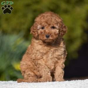 Kimberly, Miniature Poodle Puppy